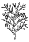 Malvorlage  Thuja