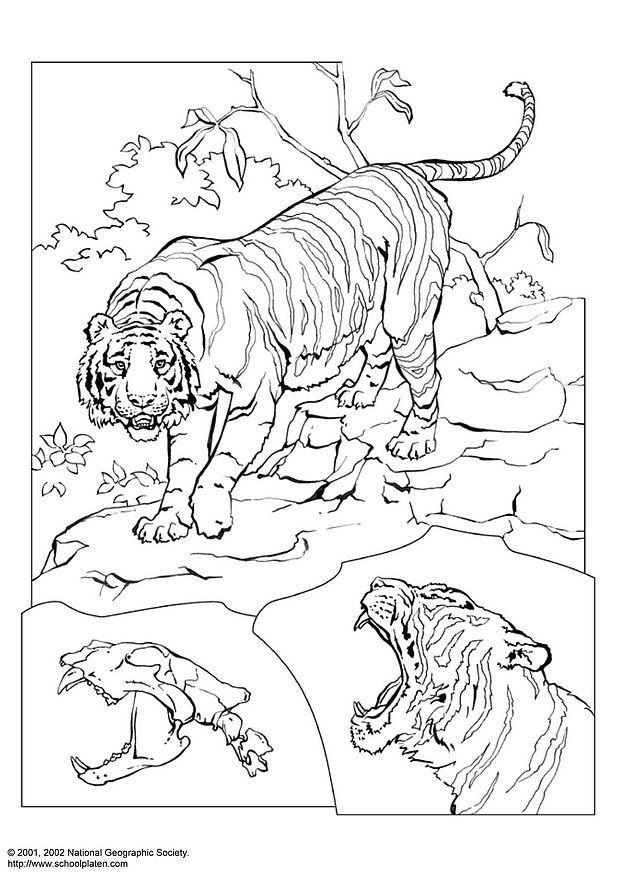 malvorlage tiger  kostenlose ausmalbilder zum ausdrucken