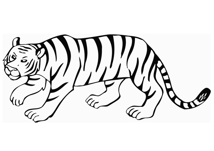 Malvorlage  Tiger