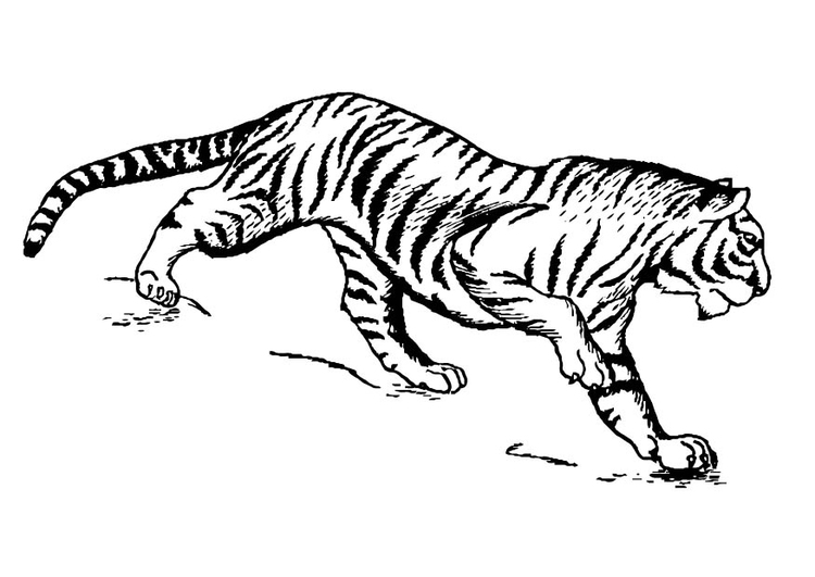 Malvorlage  Tiger