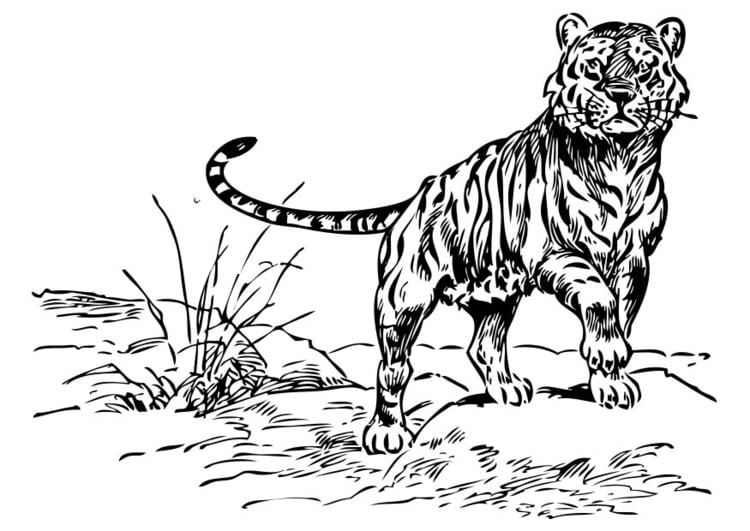 Malvorlage Tiger | Ausmalbild 17378.