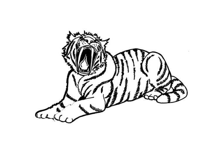 Malvorlage  Tiger