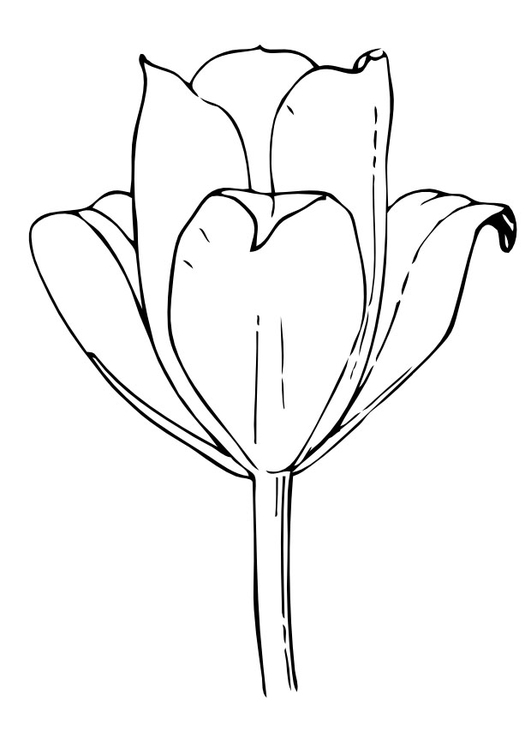 Malvorlage  Tulpe