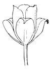 Malvorlagen Tulpe