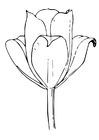 malvorlage Tulpe