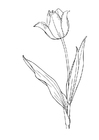 Malvorlagen Tulpe