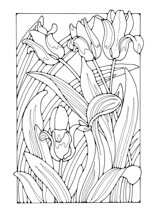 malvorlage tulpen  kostenlose ausmalbilder zum ausdrucken