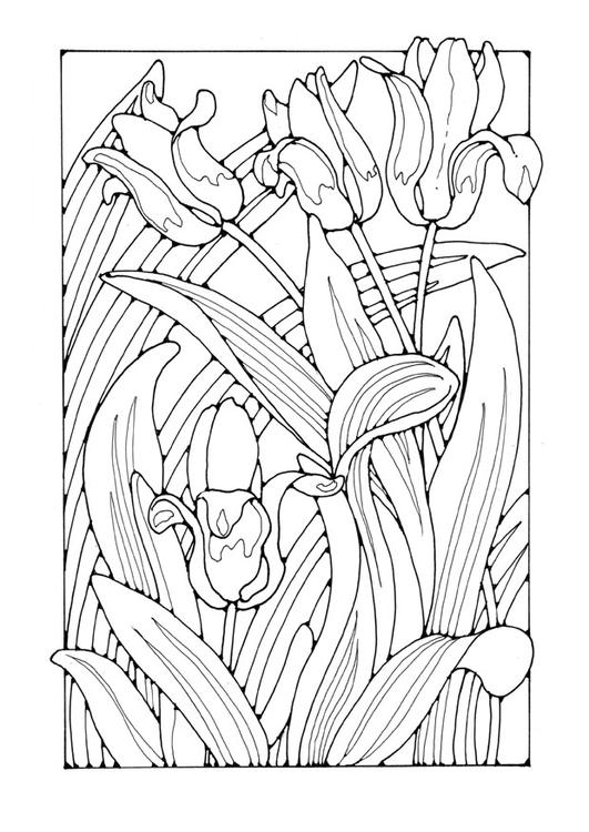 Tulpen