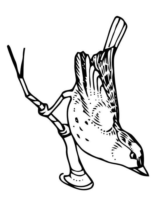 Vogel auf Zweig