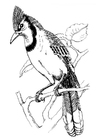 Vogel - Blauhäher