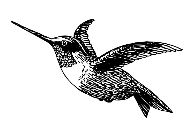 Malvorlage  Vogel - Kolibri