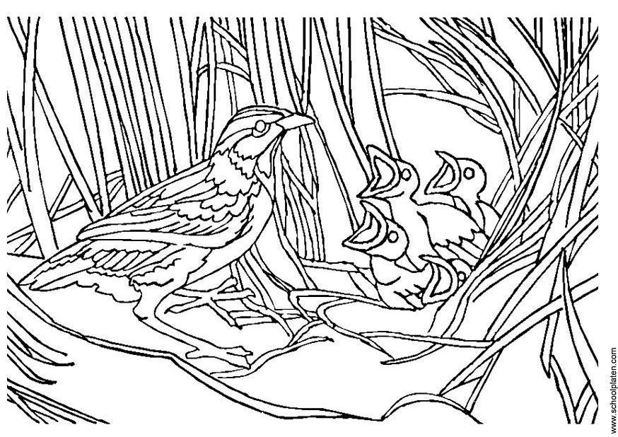 malvorlage vogel mit nest  kostenlose ausmalbilder zum