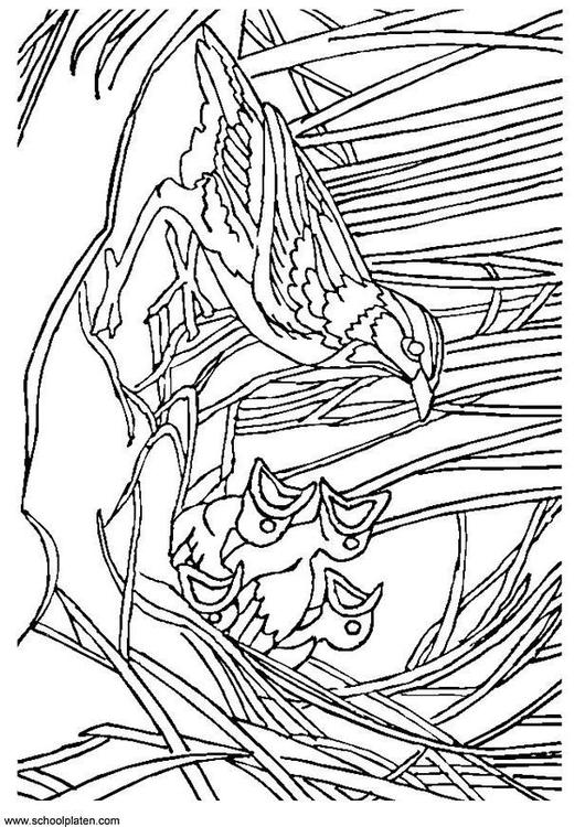Vogel mit Nest