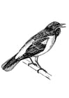 Malvorlagen Vogel - Sperlingskauz