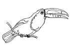 Malvorlage  Vogel - Tukan
