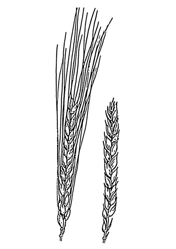 Malvorlage  Weizen