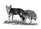 Malvorlage  WÃ¶lfe