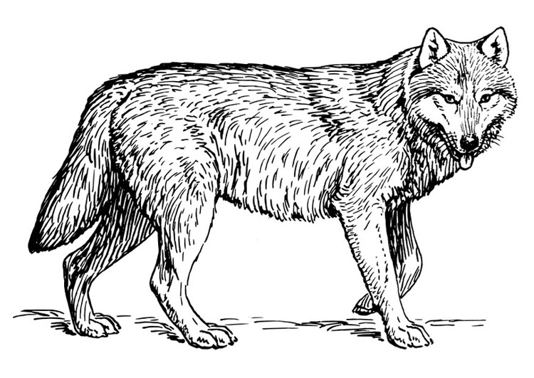 Malvorlage  Wolf