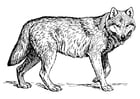 Malvorlage  Wolf