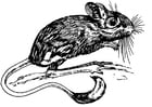 Malvorlage  WÃ¼stenspringmaus
