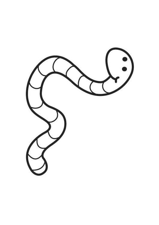 Wurm