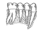 Malvorlagen Zähne