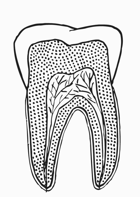Malvorlage  Zahnquerschnitt