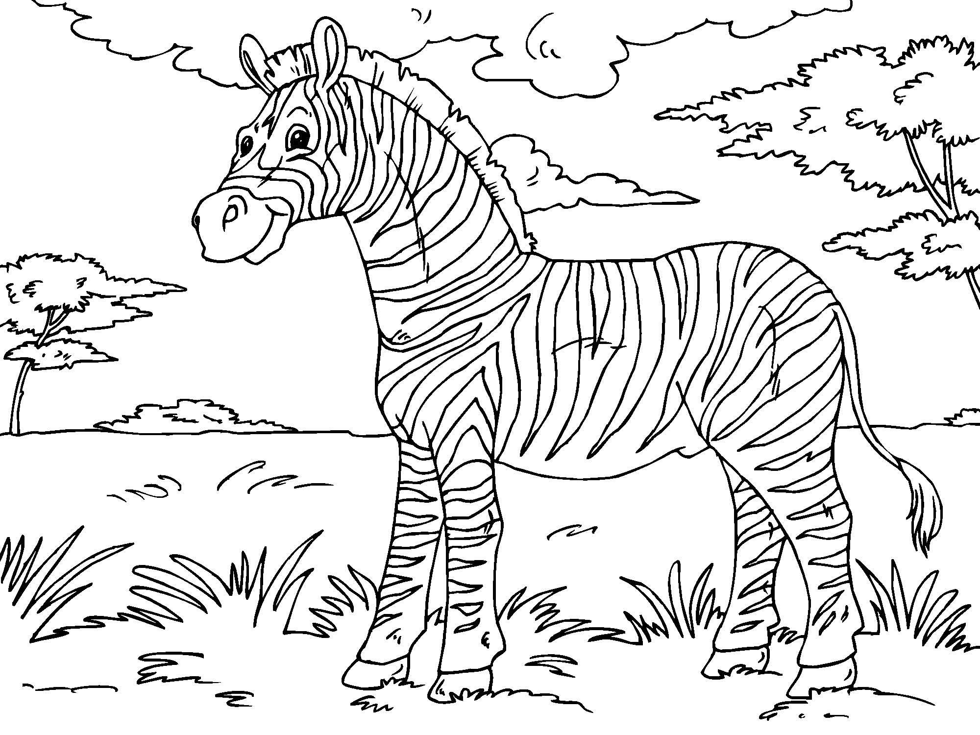 Malvorlage Zebra   Kostenlose Ausmalbilder Zum Ausdrucken   Bild ...