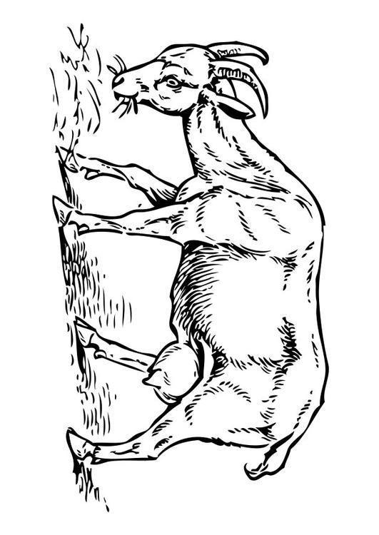 Ziege