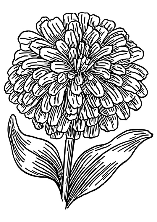 Malvorlage  Zinnia