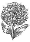 Malvorlagen Zinnia